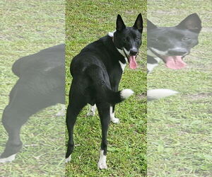 Huskies -Unknown Mix Dogs for adoption in Brooksville, FL, USA