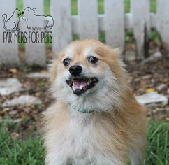 Pomeranian Dogs for adoption in Troy, IL, USA