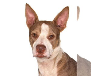 Mutt Dogs for adoption in Oakland Park, FL, USA