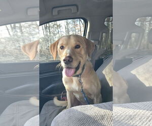 Labrador Retriever-Unknown Mix Dogs for adoption in Columbus, IN, USA