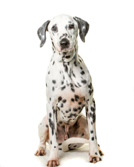 Dalmatian Dogs for adoption in St. Louis Park, MN, USA