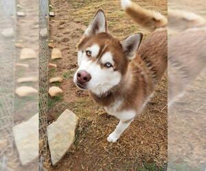 Siberian Husky Dogs for adoption in Scottsboro, AL, USA