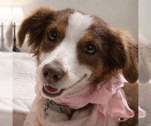 Australian Shepherd Dogs for adoption in Dallas, TX, USA