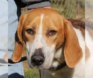 Black and Tan Coonhound-Labrador Retriever Mix Dogs for adoption in Lovingston, VA, USA