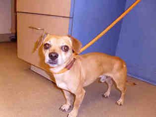 Chiweenie Dogs for adoption in Pueblo, CO, USA