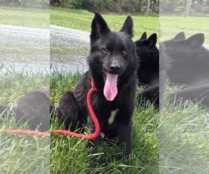 Huskies -Pomeranian Mix Dogs for adoption in Rustburg, VA, USA