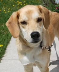 Labbe Dogs for adoption in Menominee, MI, USA