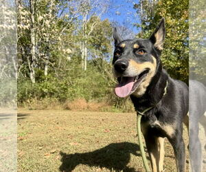 Gerberian Shepsky Dogs for adoption in Sparta, TN, USA