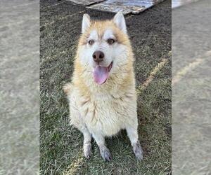 Siberian Husky Dogs for adoption in Riverside, CA, USA