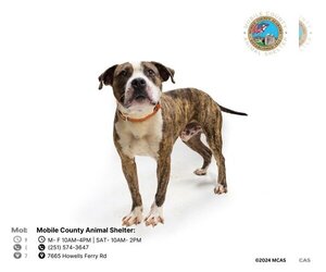 American Bulldog-Unknown Mix Dogs for adoption in Mobile, AL, USA