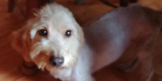 Poodle (Miniature) Dogs for adoption in Rocky Mount, NC, USA
