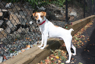 Jack Russell Terrier Dogs for adoption in Salem, MA, USA