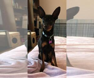 Miniature Pinscher-Unknown Mix Dogs for adoption in Georgetown, KY, USA