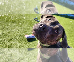 Labrador Retriever-Unknown Mix Dogs for adoption in Chestertown, MD, USA