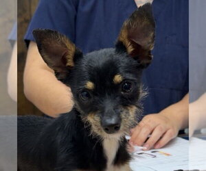 Chihuahua Dogs for adoption in Chico, CA, USA