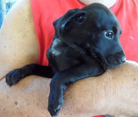 Lab-Pointer Dogs for adoption in Okeechobee, FL, USA