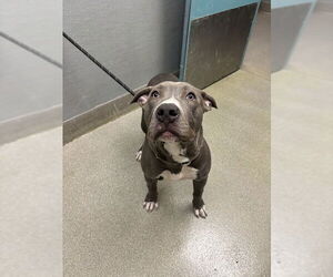 American Pit Bull Terrier-Unknown Mix Dogs for adoption in Las Vegas, NV, USA
