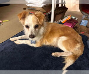 Colonial Cocker Spaniel Dogs for adoption in Menifee, CA, USA