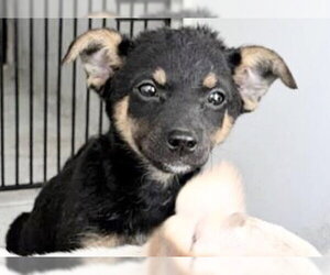 Mutt Dogs for adoption in Houston, TX, USA