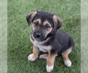 Labrador Retriever-Unknown Mix Dogs for adoption in San Diego, CA, USA