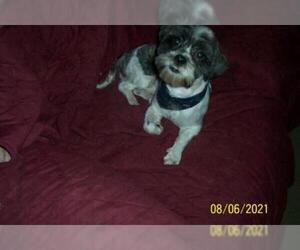 Shih Tzu Dogs for adoption in Coldwater, MI, USA