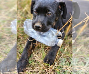 Retriever -Unknown Mix Dogs for adoption in Canton, CT, USA
