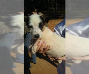 Australian Shepherd Dogs for adoption in Bauxite, AR, USA