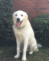 Great Pyrenees Dogs for adoption in Randleman, NC, USA