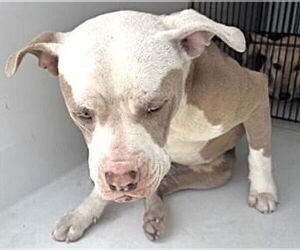 Mutt Dogs for adoption in Houston, TX, USA