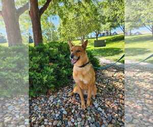 German Shepherd Dog Dogs for adoption in Gretna, NE, USA
