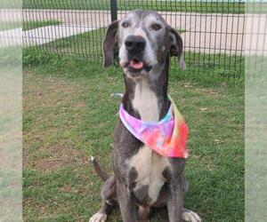 Great Dane-Unknown Mix Dogs for adoption in San Antonio, TX, USA