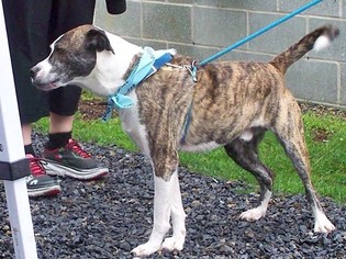 American Staffordshire Terrier-Unknown Mix Dogs for adoption in Dillsburg, PA, USA