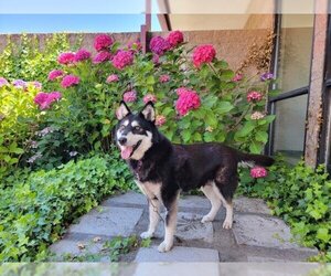 Huskies -Unknown Mix Dogs for adoption in Jackson, CA, USA