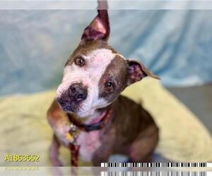 American Pit Bull Terrier-Unknown Mix Dogs for adoption in West Palm Beach, FL, USA