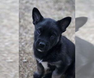 Siberian Husky-Unknown Mix Dogs for adoption in Brighton, CO, USA