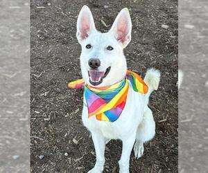 Siberian Husky-Unknown Mix Dogs for adoption in Fort Collins, CO, USA