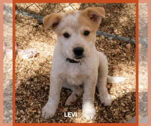 Border Collie-Unknown Mix Dogs for adoption in Granbury, TX, USA