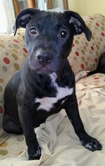Labrador Retriever Dogs for adoption in Coldwater, MI, USA