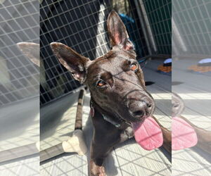 Mutt Dogs for adoption in Bridgewater, NJ, USA