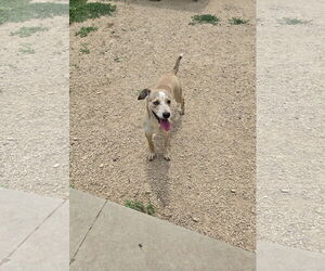 Chinese Shar-Pei-Unknown Mix Dogs for adoption in Maquoketa, IA, USA