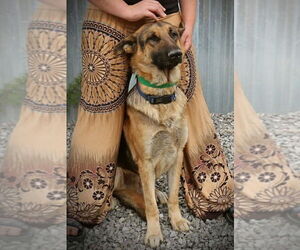 German Shepherd Dog Dogs for adoption in garner, NC, USA