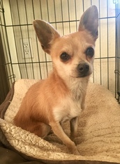 Chihuahua Dogs for adoption in Lancaster, CA, USA