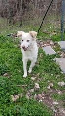 Border Collie-Unknown Mix Dogs for adoption in Seneca, MO, USA