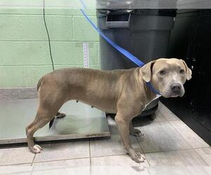 American Staffordshire Terrier-Unknown Mix Dogs for adoption in Grand Prairie, TX, USA