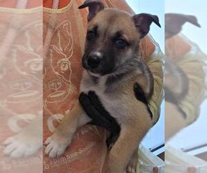 Labrador Retriever-Siberian Husky Mix Dogs for adoption in Pueblo, CO, USA