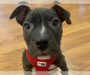 American Pit Bull Terrier Dogs for adoption in Martinez, CA, USA