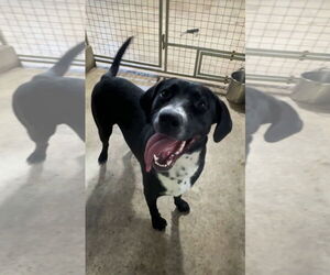 Labrenees Dogs for adoption in Harrison, AR, USA