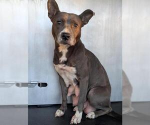 Staffordshire Bull Terrier Dogs for adoption in San Antonio, TX, USA