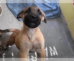 Labrador Retriever-Unknown Mix Dogs for adoption in Redwood City, CA, USA