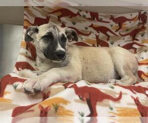 Siberian Husky-Unknown Mix Dogs for adoption in HESPERIA, CA, USA